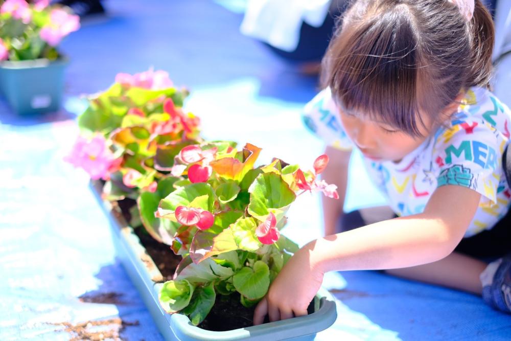 みんなで植えた3色のお花について