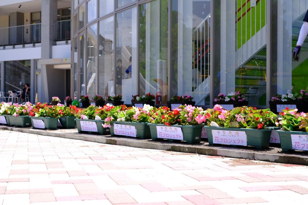 植えたお花は、のだしこども館で見ることができます